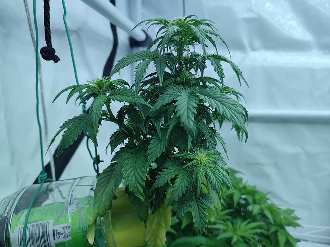 Growreport Bild 13