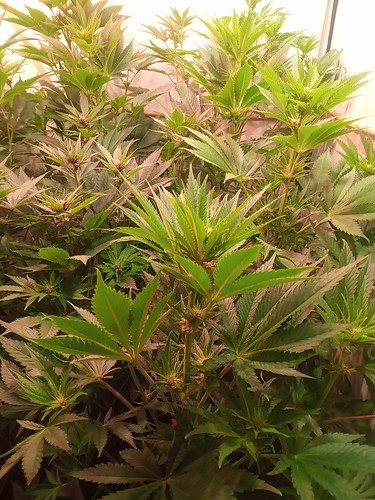 Growreport Bild 19