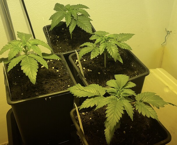 Growreport Bild 7