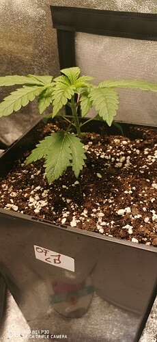 Growreport Bild 31