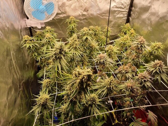 Growreport Bild 33