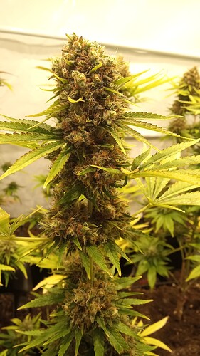 Growreport Bild 28