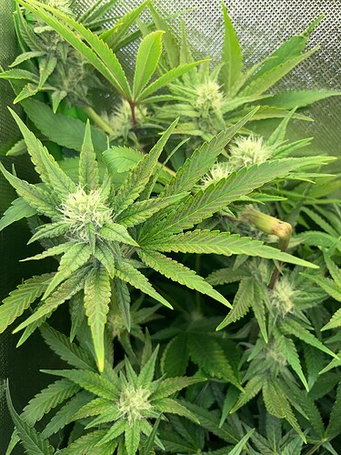 Growreport Bild 47