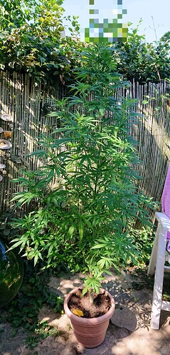 obscura1660212043787