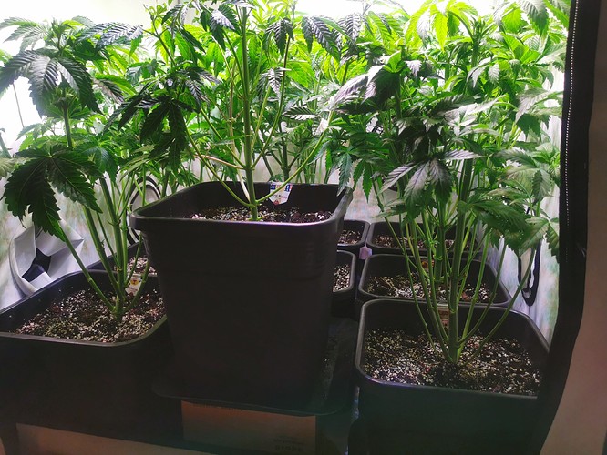 Growreport Bild 1