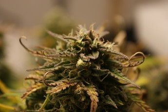 Growreport Bild 3