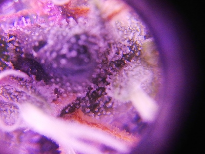 Growreport Bild 13