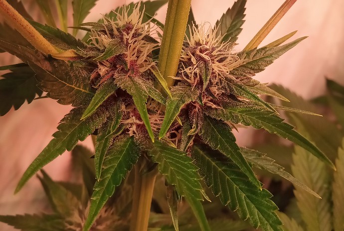 Growreport Bild 69