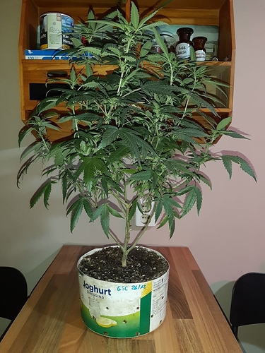 Growreport Bild 4