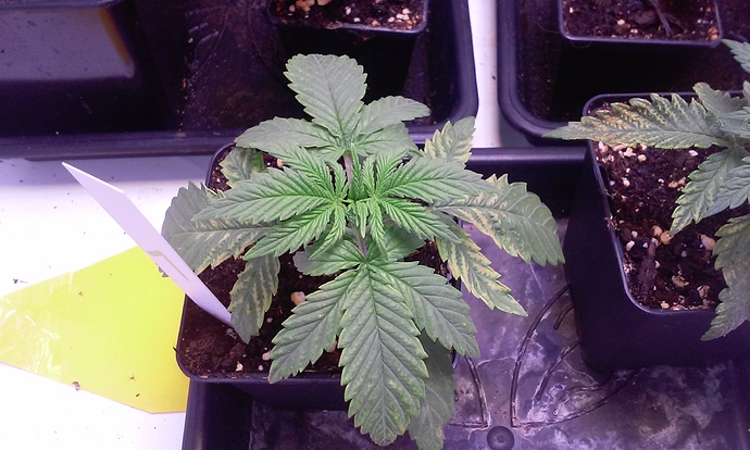 Growreport Bild 4
