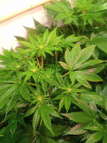 Growreport Bild 37