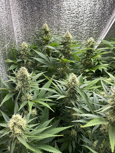 Growreport Bild 1