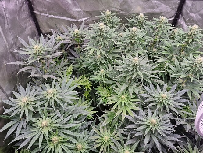 Growreport Bild 47