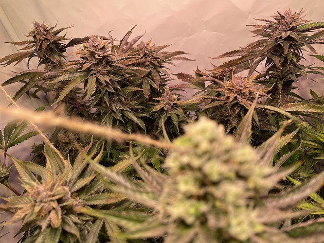 Growreport Bild 2