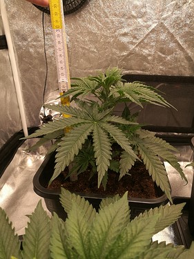 Growreport Bild 5