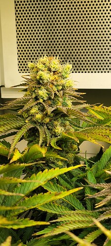 Growreport Bild 1