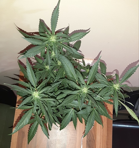 Growreport Bild 11