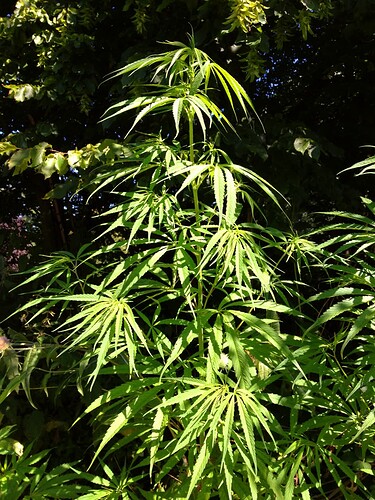 Growreport Bild 6