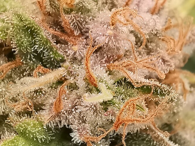 Growreport Bild 19