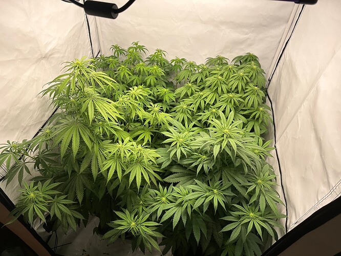 Growreport Bild 5