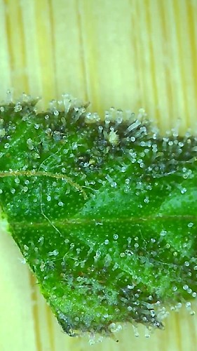 Growreport Bild 5