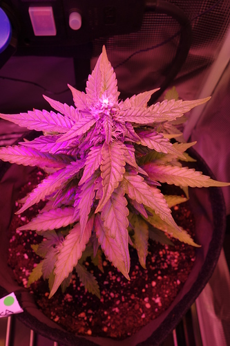 Growreport Bild 53
