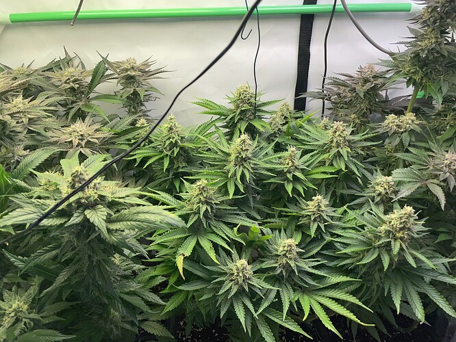 Growreport Bild 6