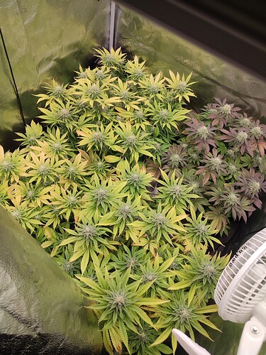 Growreport Bild 3