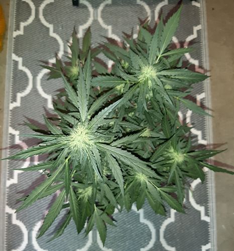Growreport Bild 8