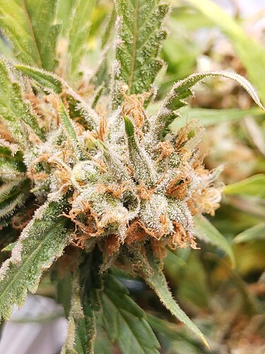 Growreport Bild 3