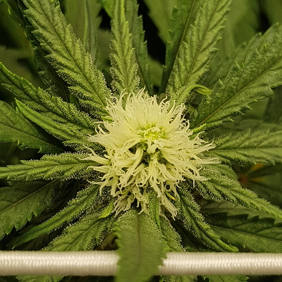 Growreport Bild 2