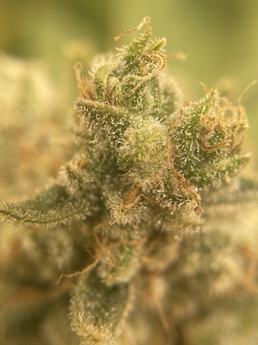 Growreport Bild 5