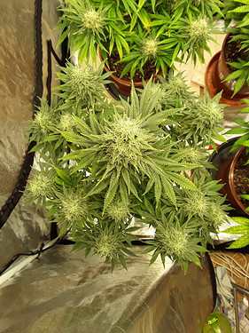 Growreport Bild 7