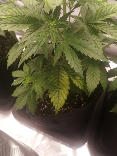 Growreport Bild 12