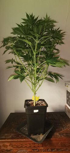 Growreport Bild 8