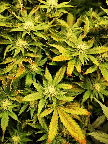 Growreport Bild 39