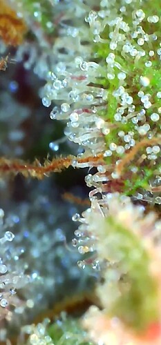 Growreport Bild 34