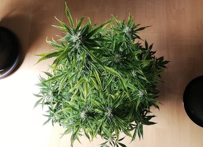 Growreport Bild 30