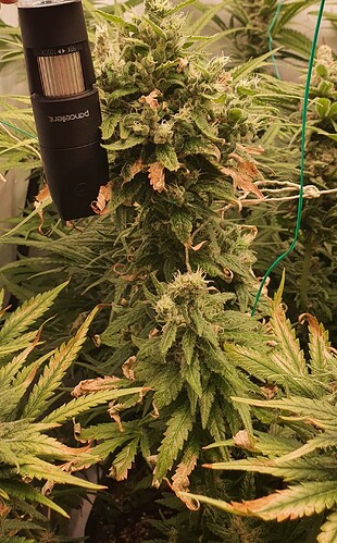 Growreport Bild 4