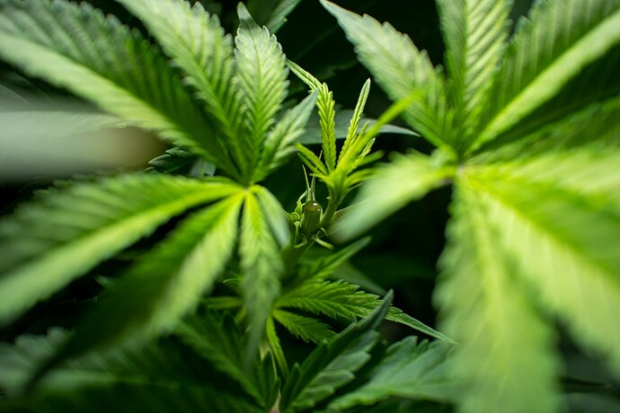 Growreport Bild 11