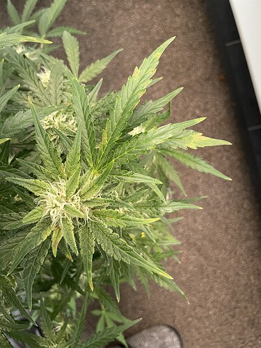 Growreport Bild 4