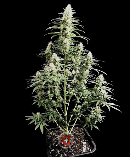 Growreport Bild 1