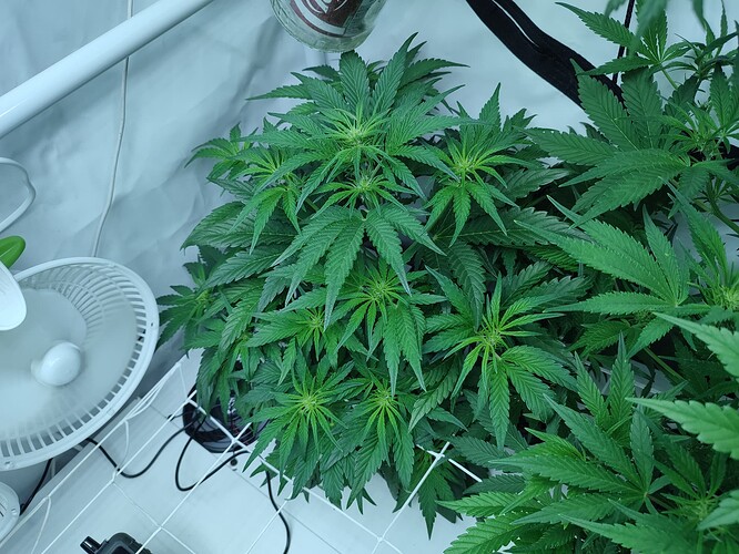 Growreport Bild 46