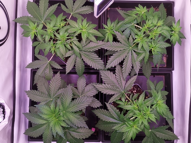 Growreport Bild 4