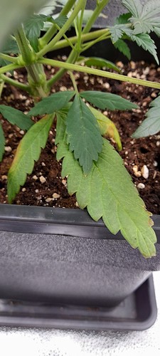 Growreport Bild 2