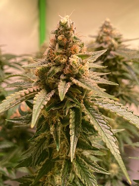Growreport Bild 9