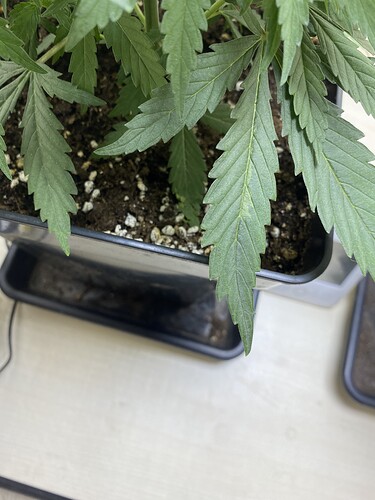 Growreport Bild 14