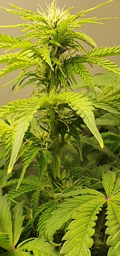 Growreport Bild 3