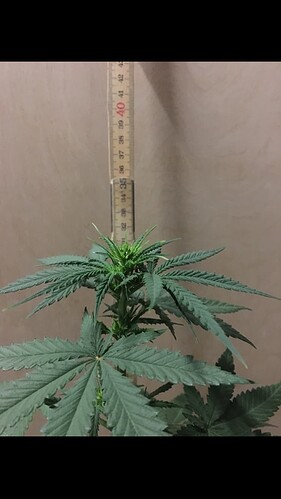 Growreport Bild 17
