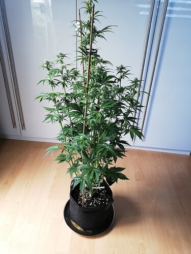 Growreport Bild 46